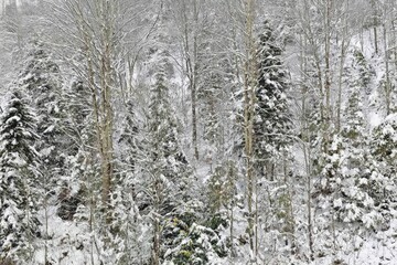 Fototapeta premium Snowy forest canopy, a dense expanse of trees blanketed in a fresh snowfall