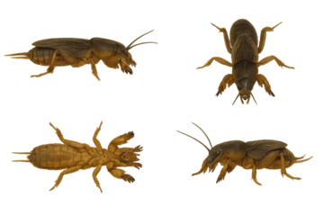 Mole cricket burrowing insect illustration