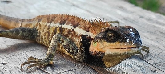 A close-up photograph of a lizard or Tree Lizard on a wooden surface, showing detailed scales and...