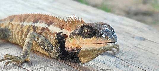 A close-up photograph of a lizard or Tree Lizard on a wooden surface, showing detailed scales and...