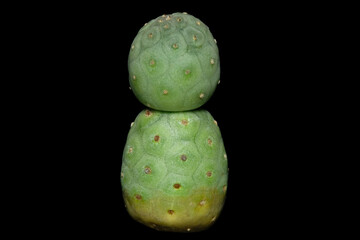 Close up side view of tephrocactus geometricus cactus plant. Isolated on black background