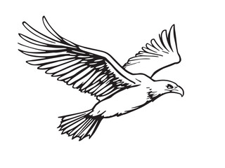 Vulture Line Art Illustration