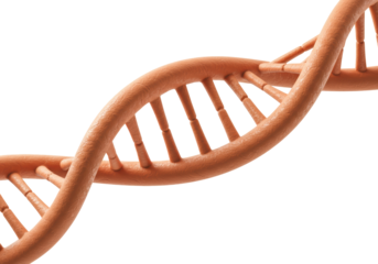 Isolated DNA molecular model, gene double helix, biomedical research, science innovation