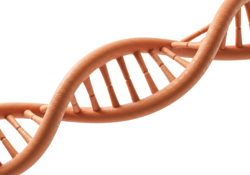 Isolated DNA molecular model, gene double helix, biomedical research, science innovation