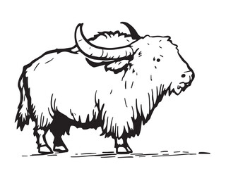 Yak Line Art Illustration