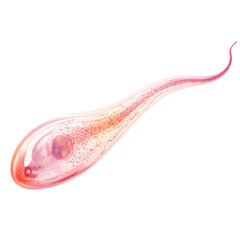 Fototapeta premium Abstract pink tadpole with glittery particles floating inside creating a whimsical and magical feeling for design projects on transparent background