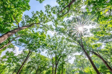 Obraz premium Lush green forest canopy, sunlight rays piercing through