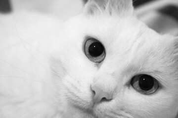 Portrait of a white cat with green eyes