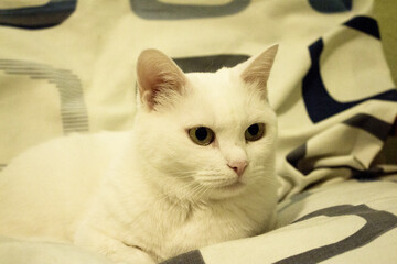 Portrait of a white cat with green eyes