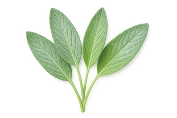 Fototapeta premium Sprig of fresh green sage leaves isolated on a transparent background, ideal for food and beverage projects