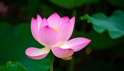 Fototapeta premium Pink lotus flower in pond