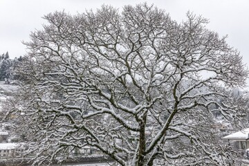 Snowy tree branches reaching towards a cloudy sky