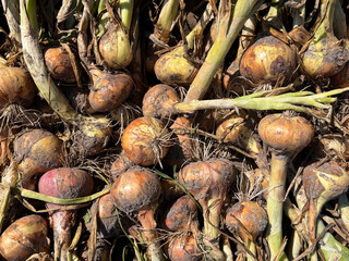 Harvesting Ripe Onions in a Sunlit Field During Early Autumn for a Bountiful Seasonal Yield