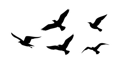 Birds in flight and perched flying silhouette