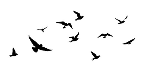 Birds in flight and perched silhouette flying
