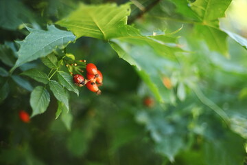 Close up of red rosehip berries on a branch with green leaves, natural background.