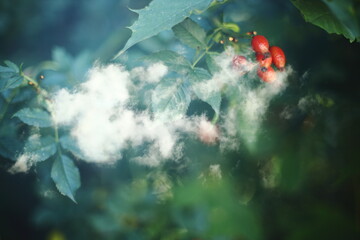 Close up of red rosehip berries on a branch with green leaves, natural background.