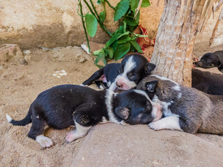 Newborn sleeping dogs shot, Little Furry Dogs, celebrating National Puppy Day found in USA, It...