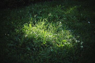 Close-up of fresh green grass and small wildflowers illuminated by sunlight in a shaded area. Natural summer scene with contrast of light and shadow.