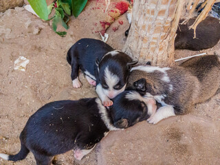 Newborn sleeping dogs shot, Little Furry Dogs, celebrating National Puppy Day found in USA, It...