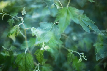 Close-up of fresh green leaves on tree branches with natural soft bokeh. Concept of summer nature, eco environment and organic freshness.