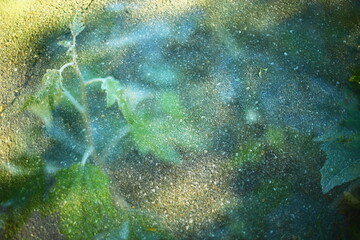 Close-up of fresh green leaves on tree branches with natural soft bokeh. Concept of summer nature, eco environment and organic freshness.