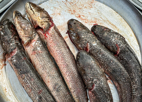 Fresh Snakehead fish(Channa striata.,Channa striata) sales at the local market, Imge from mobile phone