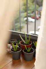 plants in a pots, small aloe vera