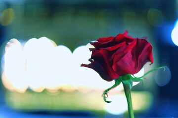 Close-up of a red rose against a glowing bokeh background. Romantic flower symbolizing love,...