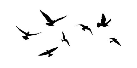 Diverse bird poses flying sitting