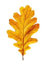 Fototapeta premium Close-up of a vibrant golden autumn oak leaf