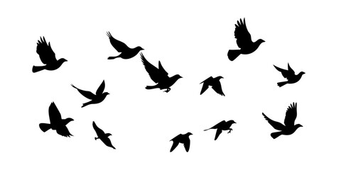 Flock of birds in flight flying silhouette