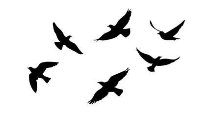 Flock of Crows in Flight birds flying