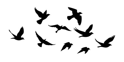 Flock of Crows in Flight birds flying