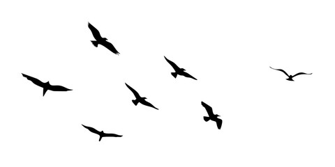 Fototapeta premium Flock of Flying Birds Silhouettes nature