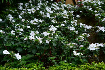 Purple flower with delicate edges and soft green foliage