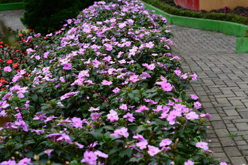 Pink flower with glossy petals and tropical leaf cluster