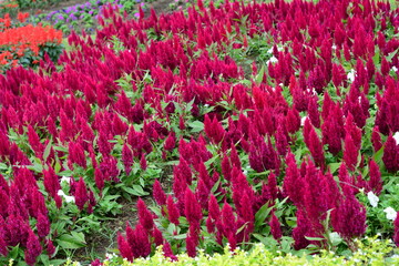 Red blossoms arranged in a circular garden bed with mulch