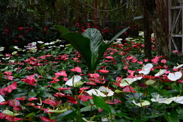 Close-up of pink anthurium flower with glossy petals