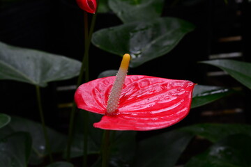 White peace lily in lush green foliage