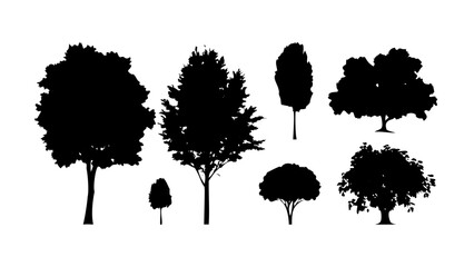 Pine trees and person silhouette nature forest