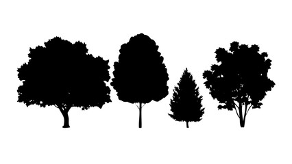 Pine Trees Silhouette evergreen forest