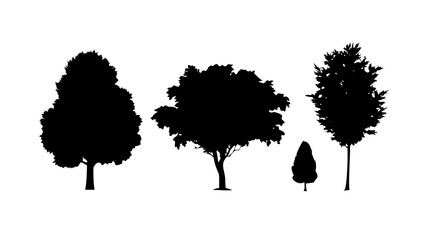 Pine Trees Silhouette evergreen forest