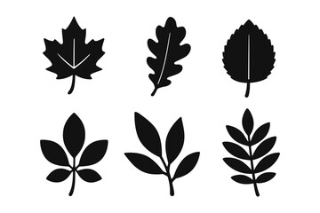 Fototapeta premium leaf silhouettes icon set – maple, oak, birch, compound branches 