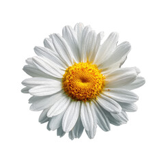 Close-up of a single white daisy with a bright yellow center.  Soft, delicate petals radiate outward.  Clear, crisp image against a black background