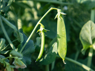 Fresh Green Peas Adorn the Vine in a Sunny Garden Filled With Life