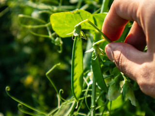 Hand Harvesting Bright Green Peas in a Lush Garden Under the Warm Sun © bltvmax