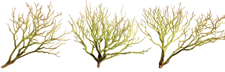 Three specimens of branching, light yellow-tan seaweed, with fine, intricate details