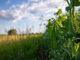 Pea Plants Flourish Under a Sunny Sky, Showcasing Vibrant Growth in a Lush Rural Field During Late Afternoon