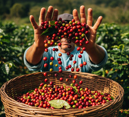 The harvest of ripe red coffee beans is put into a basket.